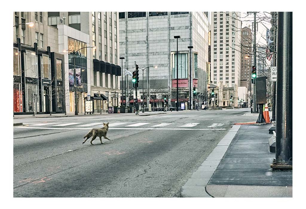 Coyote running down Michigan Avenue in Chicago